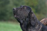 FILA BRASILEIRO 088